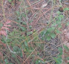 Gaillardia aestivalis