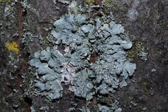 Punctelia subrudecta