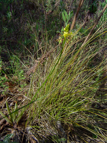 Bulbine latifolia image