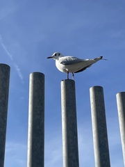 Chroicocephalus ridibundus