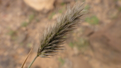 Enneapogon desvauxii