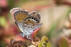 Brephidium exilis