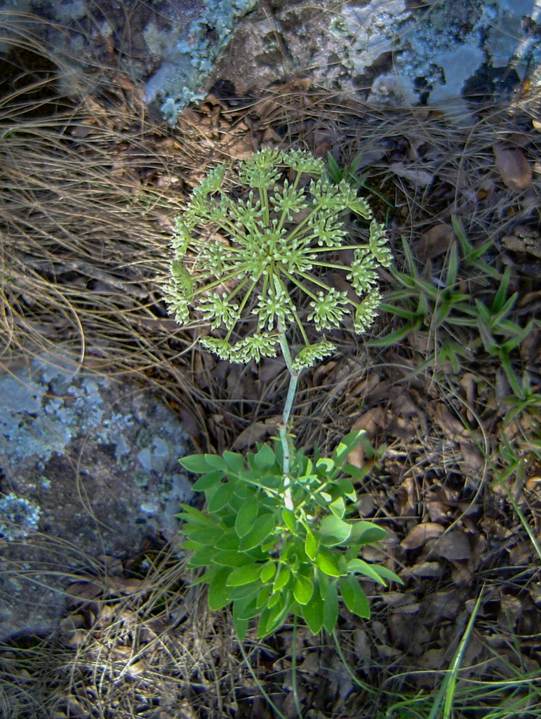 Diplolophium swynnertonii