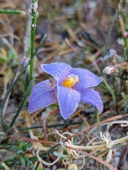 Romulea bulbocodium