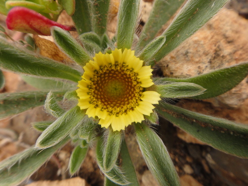 Image of Pallenis hierichuntica by (c) Christian Berg, some rights reserved (CC BY)