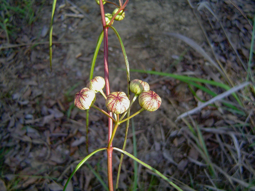 Glossostelma carsonii image