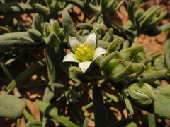 Aizoanthemopsis hispanica image