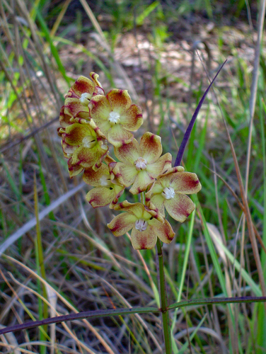 Glossostelma carsonii image