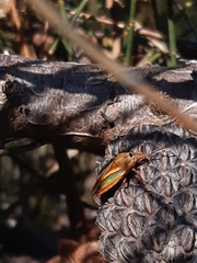 Diaphyta fulvescens