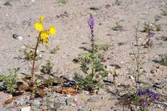 Lupinus arizonicus