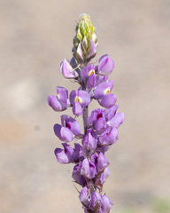 Lupinus arizonicus