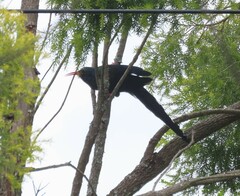 Phoeniculus purpureus