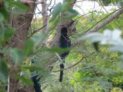 Phoeniculus purpureus