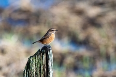 Saxicola rubicola