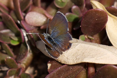 Brephidium exilis