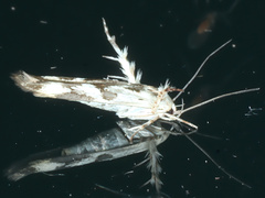 Stathmopoda melanochra