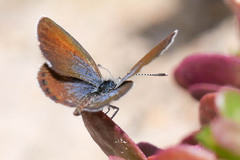 Brephidium exilis
