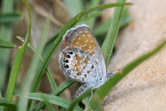 Brephidium exilis