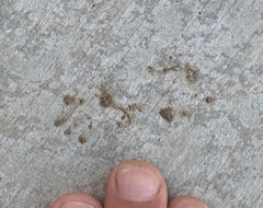 Otospermophilus variegatus