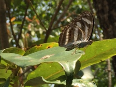Athyma nefte subrata