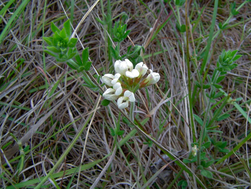 Lotus namulensis