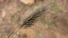 Enneapogon desvauxii