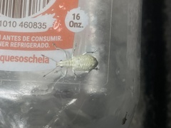 Compsus auricephalus