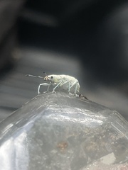 Compsus auricephalus