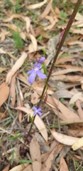 Lobelia gibbosa
