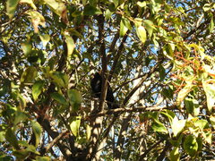 Turdus merula
