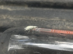 Compsus auricephalus