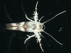 Stathmopoda melanochra