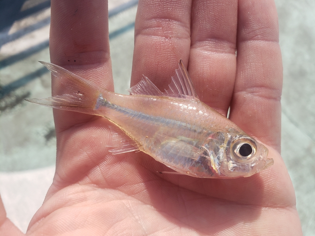 Banded-Tail Glassy Perchlet