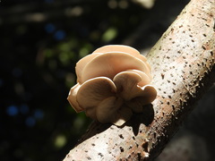 Pleurotus djamor