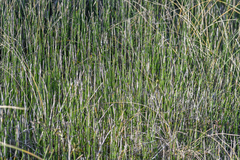 Equisetum × moorei