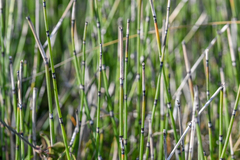 Equisetum × moorei
