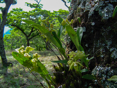 Polystachya zambesiaca image