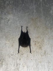Chiroptera