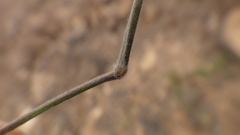 Enneapogon desvauxii