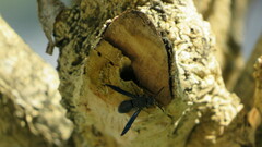 Allorhynchium chinense