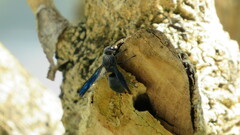 Allorhynchium chinense