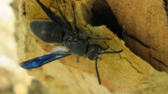 Allorhynchium chinense