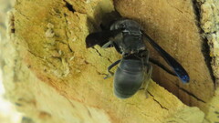 Allorhynchium chinense