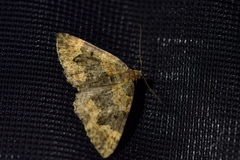 Hydriomena