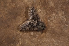 Apocheima hispidaria