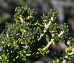 Asterolasia trymalioides