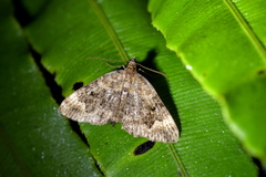 Hydriomena