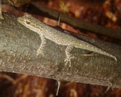 Lygodactylus klugei