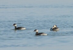 Podiceps auritus