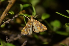 Musotima nitidalis